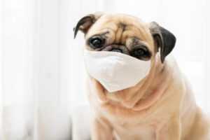 immune booster for dog immunity