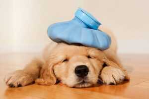 chinese herbs for kidney prevention in dogs