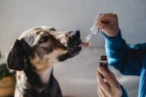 kidney healing in dogs with Chinese herbs