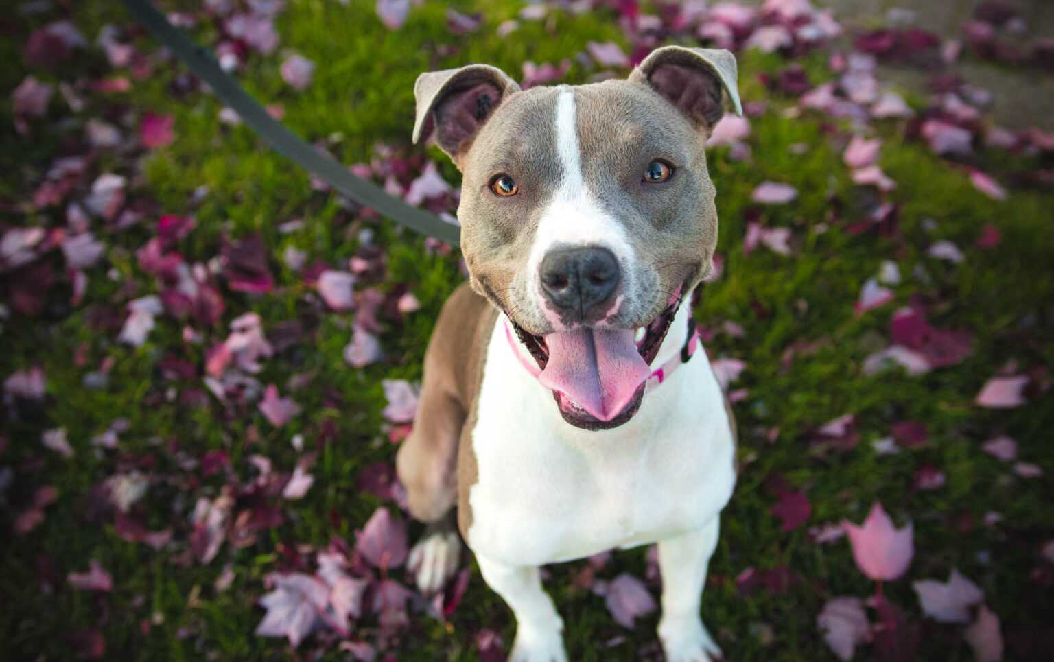 Why Does My Dog Itch So Much But No Fleas Doggie Herbs