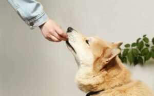 What To Feed A Dog With Liver Problems
