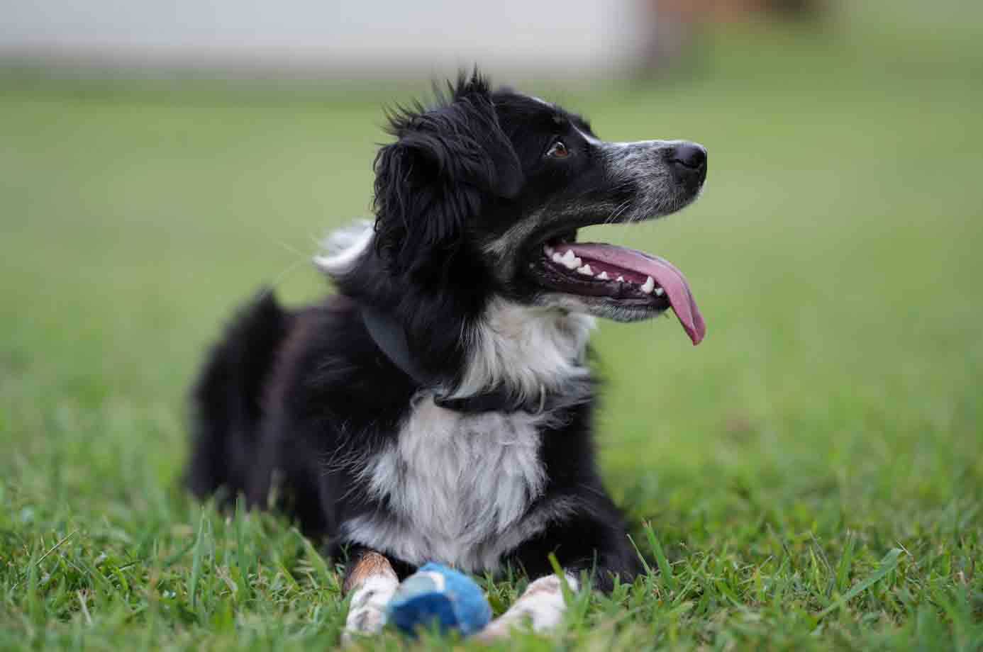 how to promote bone healing in dog