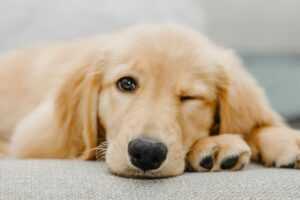 Why is my dog still itching after flea treatment