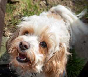 How to make dog liver treats