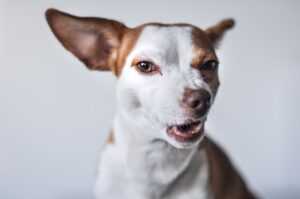 How To Stop Dog Barking at Night