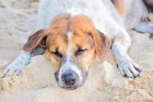 How to Make a Dog with A Slipped Disc Comfortable