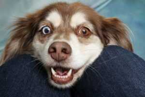Can You Build Up an Immunity to Dog Allergies