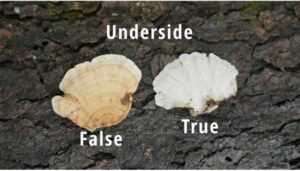 Underside Look Alike False Turkey Tail Mushroom