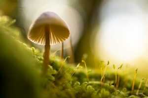 mushroom supplements for dogs